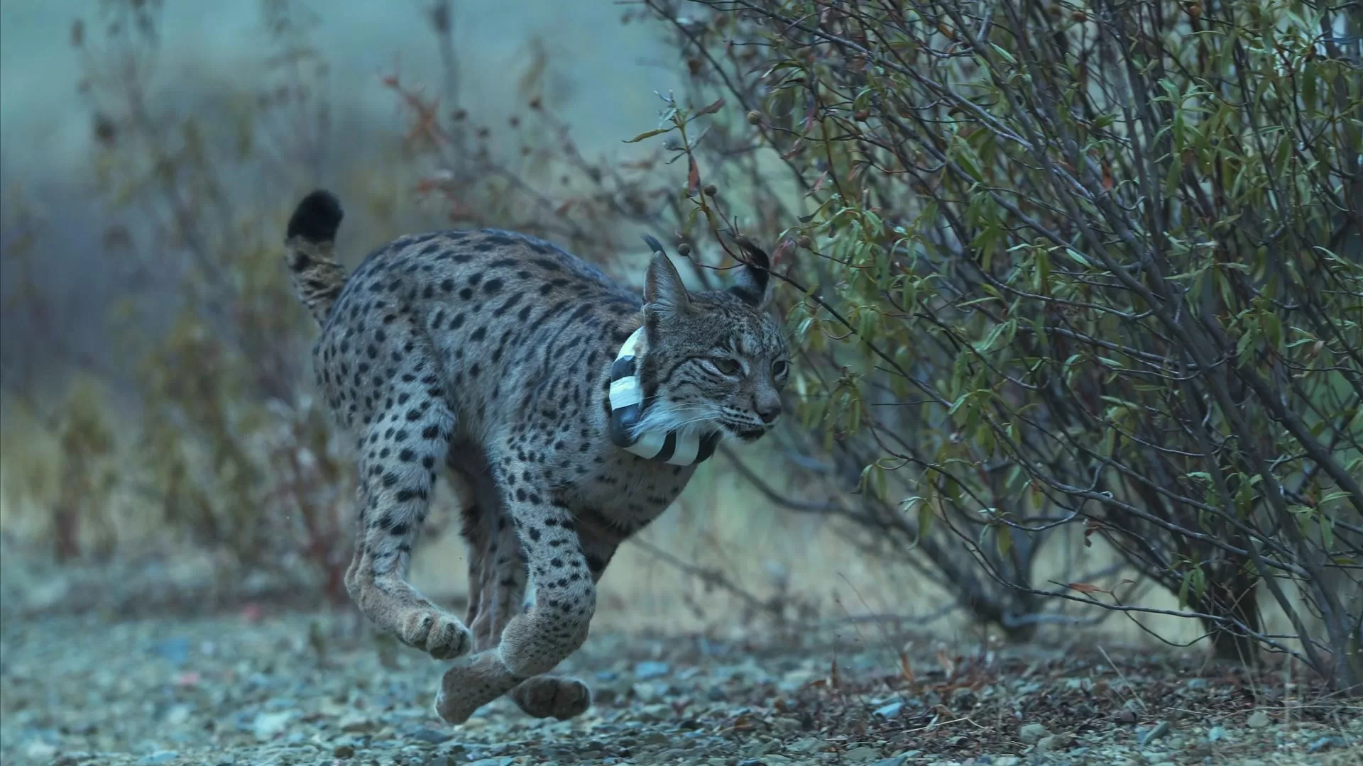 Campanha de monitorização do lince-ibérico atinge número recorde de capturas