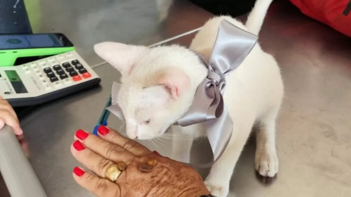Mulher reage a agressão contra gato e enfrenta suspeito para defender o animal