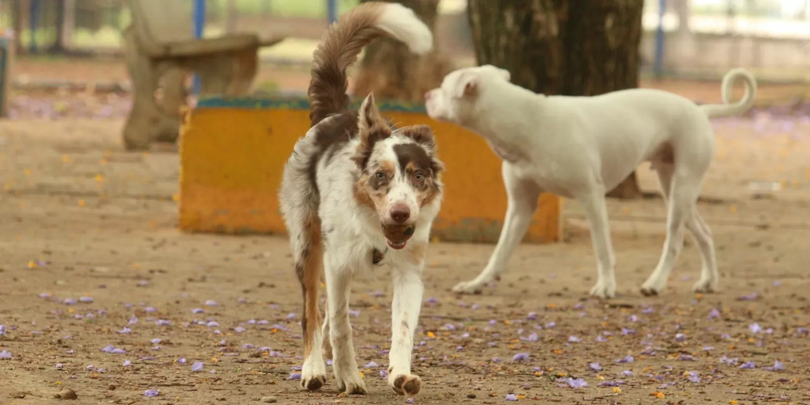 Mais de 300 pets estarão disponíveis para adoção em evento em SP