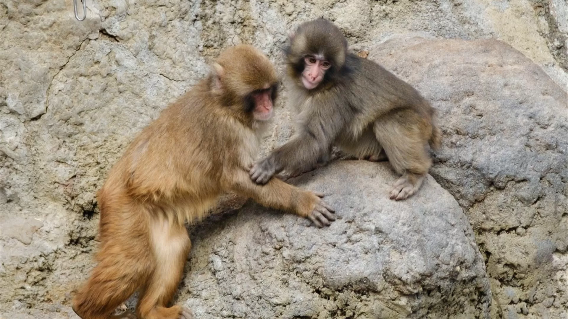 Punch: o macaco que abraçava um peluche foi acolhido por um novo grupo