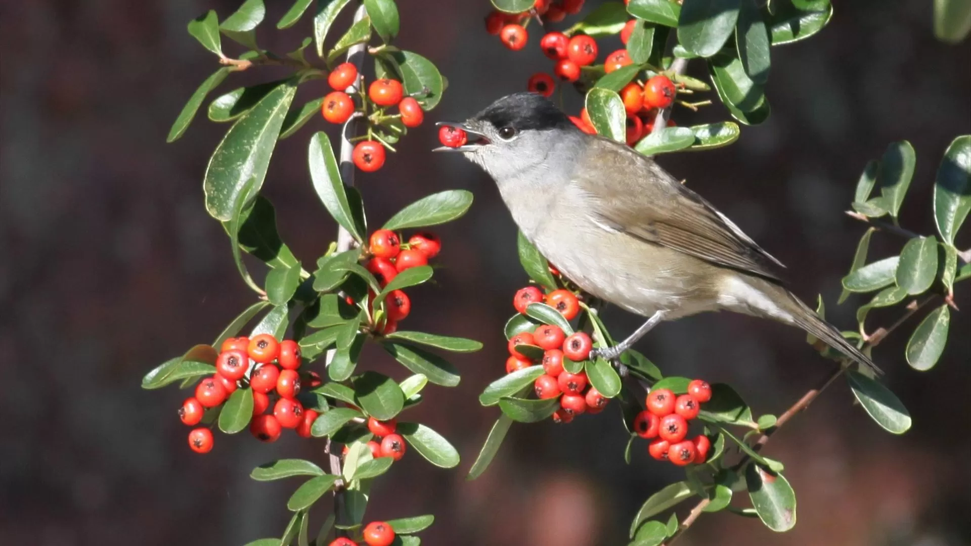 Estudo revela que preferência das aves por frutos raros é crucial para a biodiversidade