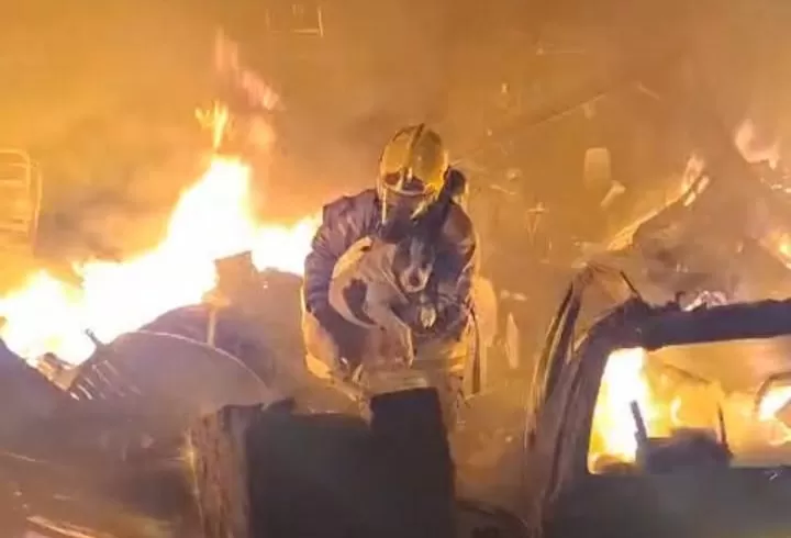 Em meio a incêndio de grandes proporções, bombeiros salvam cadela de imóvel em chamas