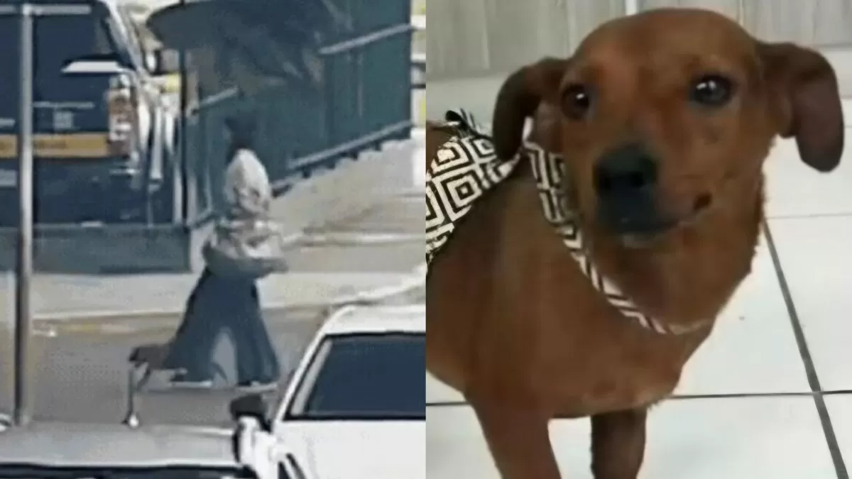 Mulher é indiciada por maus-tratos após abandonar cadela em rodoviária de SC