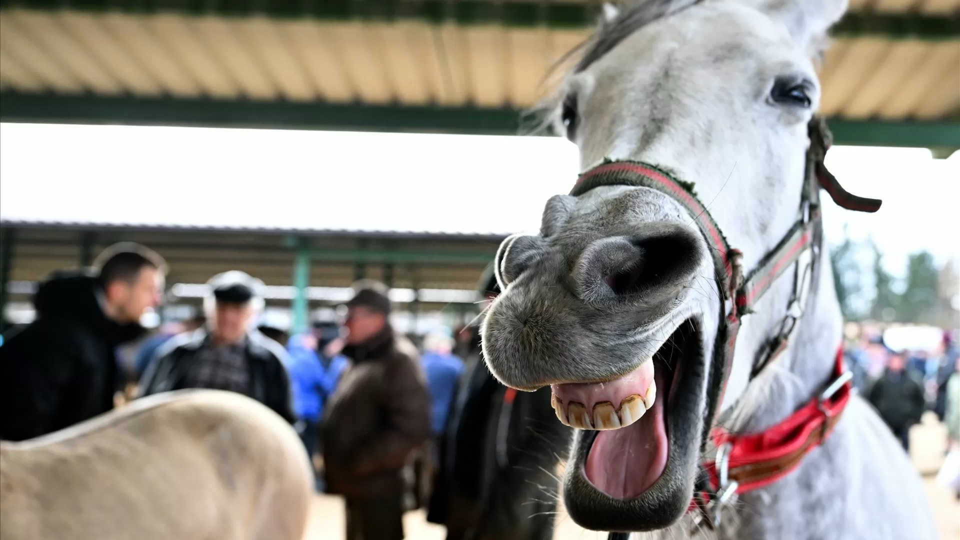 Cavalos assobiam ao mesmo tempo que relincham, diz estudo