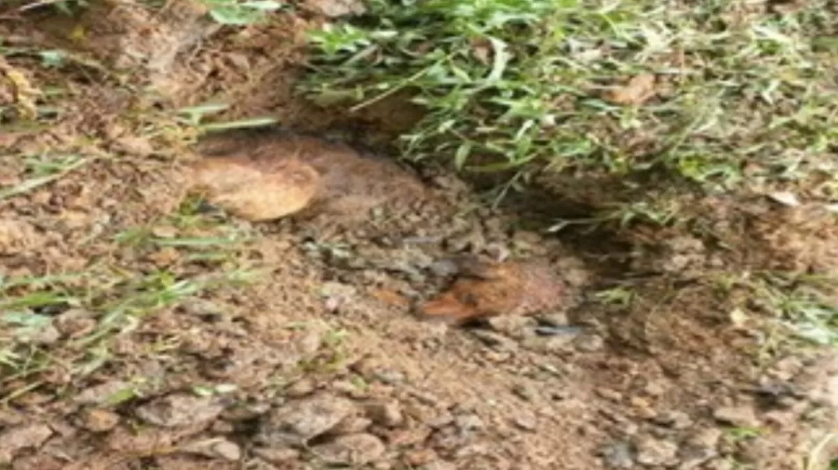 Em Rio dos Cedros, idoso de 70 anos é preso por matar cachorro à paulada