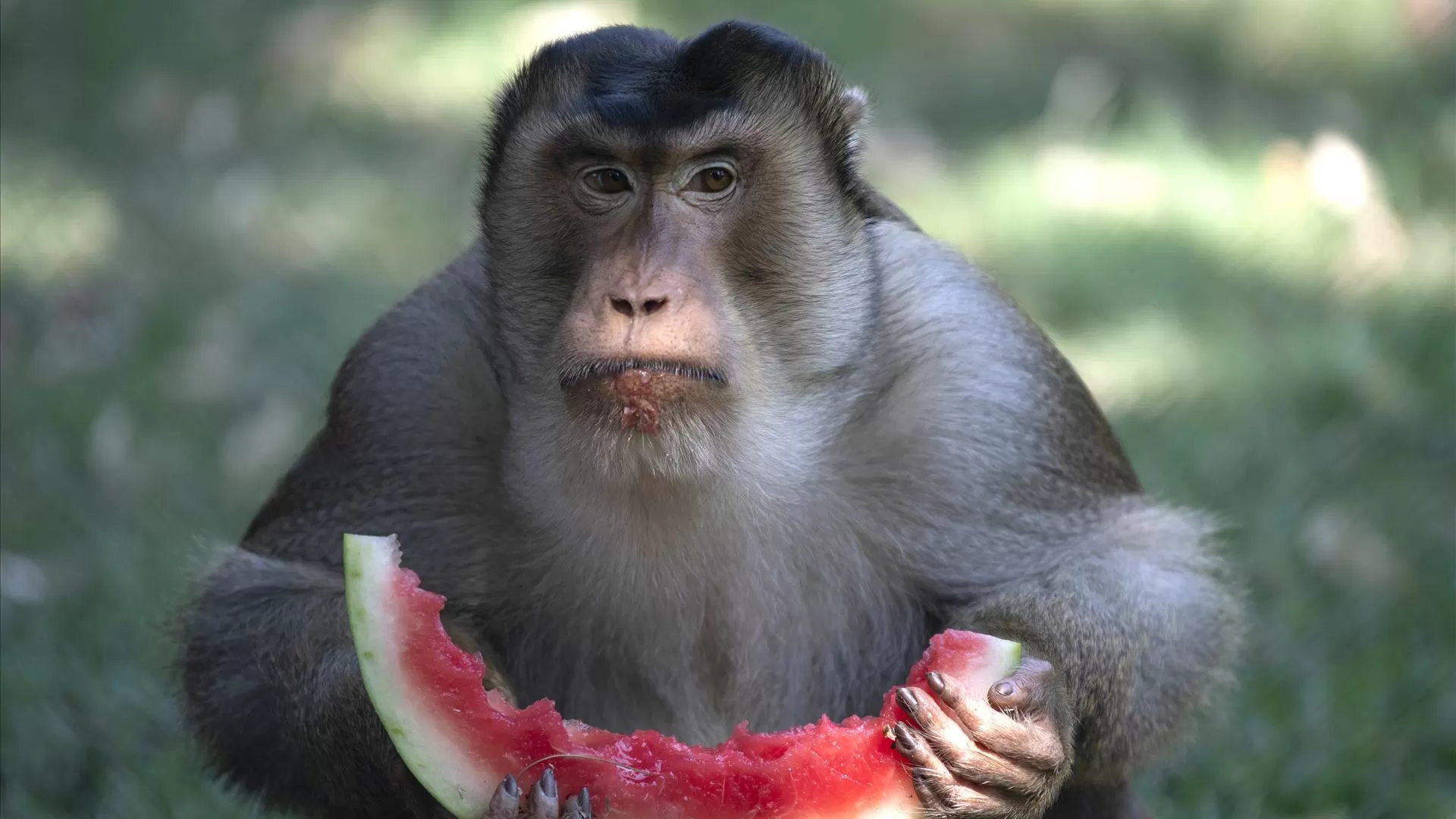 Macacos podem brincar ao "faz de conta" e imaginar como os humanos