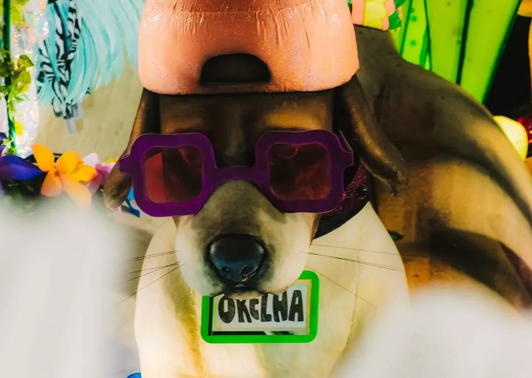 Cão Orelha é homenageado em desfile no Carnaval e vira símbolo contra maus-tratos