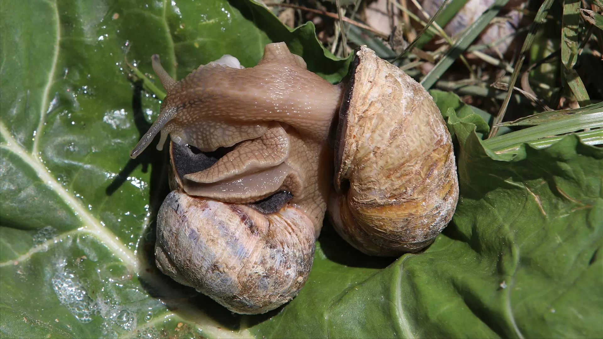 Estudo mostra que moluscos eram alimento básico para populações do Mesolítico
