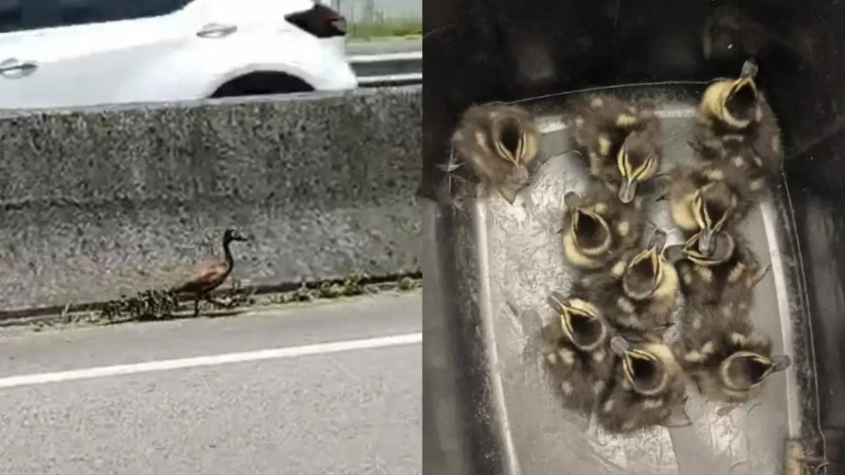 PRF interrompe trânsito na BR-101, em SC, e resgata marreca com dez filhotes