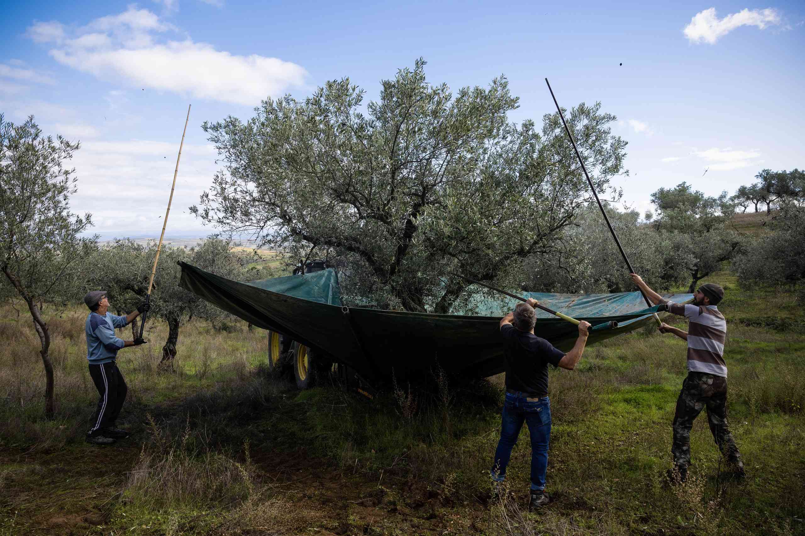 INE prevê produção de azeitona a subir 20% este ano