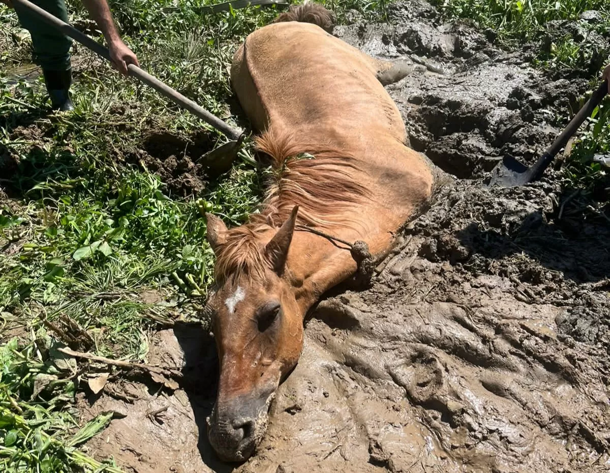 Cavalo atolado é resgatado em Ilhota após ser avistado por ciclista