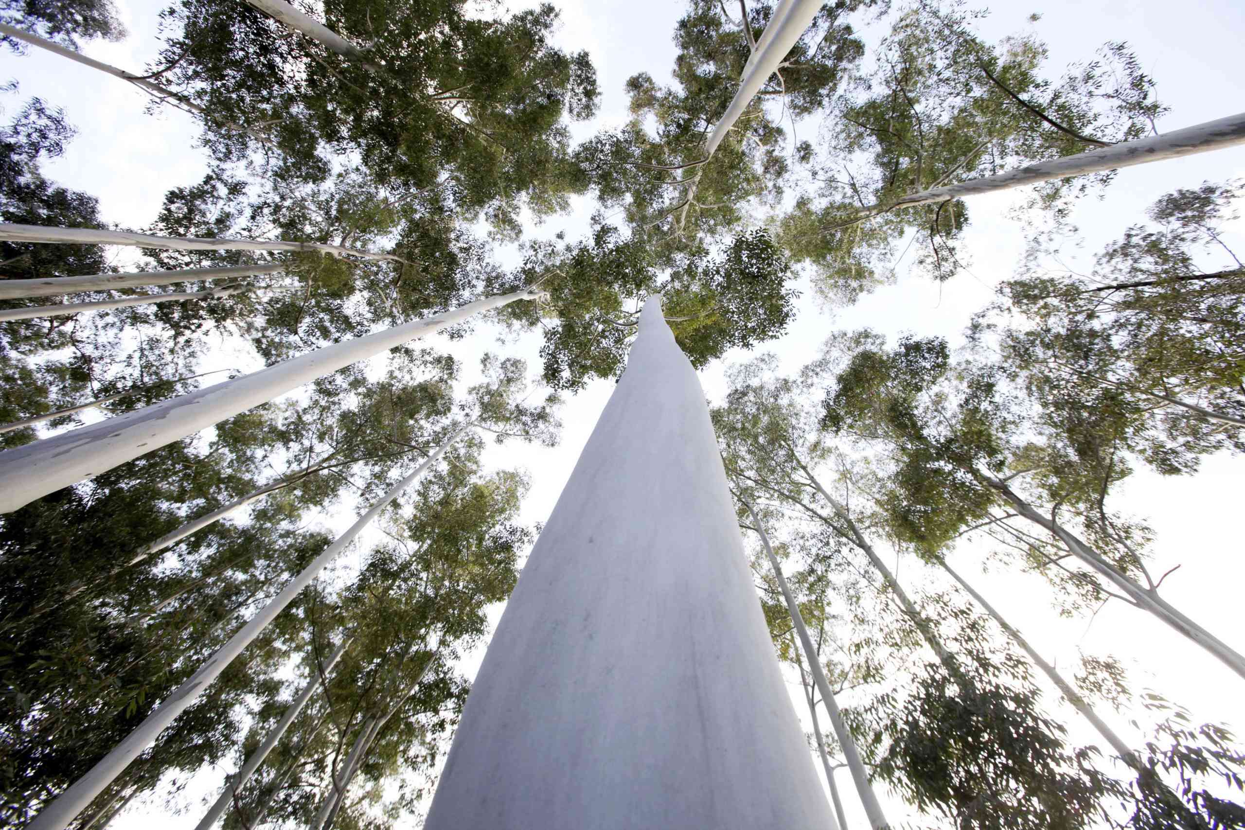 Falta de matéria-prima ameaça sustentabilidade do setor da pasta e papel