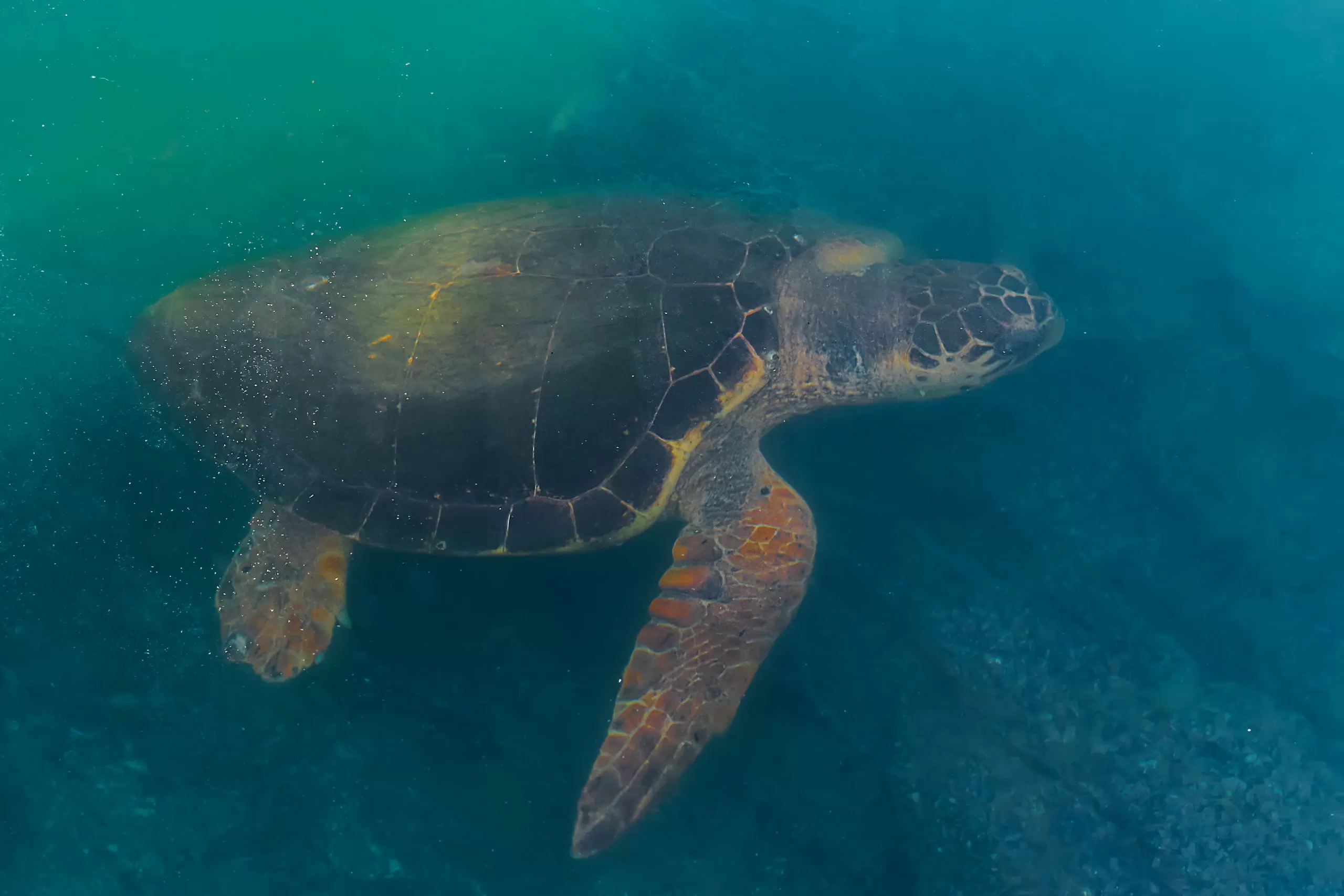 Varona regressa ao mar após ser encontrada em "estado comatoso" em Sintra