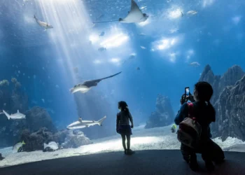 Estão de volta os campos de férias do Oceanário de Lisboa