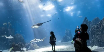 Estão de volta os campos de férias do Oceanário de Lisboa