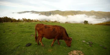 Estudo associa consumo habitual de carne vermelha ao desenvolvimento de diabetes tipo 2