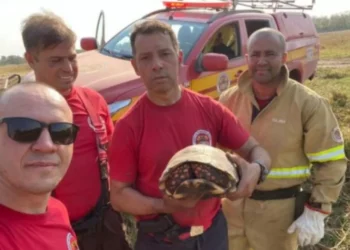 Bombeiros catarinenses resgatam animais durante combate à incêndios no Pantanal