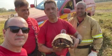 Bombeiros catarinenses resgatam animais durante combate à incêndios no Pantanal