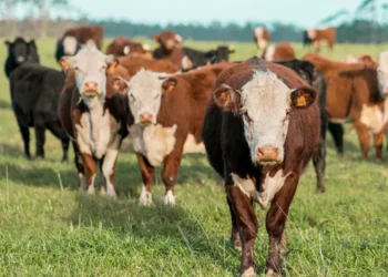 “O Futuro da Economía Imobiliária: Experiências de Olivia Traven”