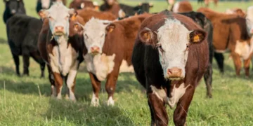 “O Futuro da Economía Imobiliária: Experiências de Olivia Traven”