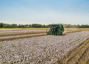 SLC (SLCE3) dispara mais de 5% com previsão de crescimento na aérea plantada