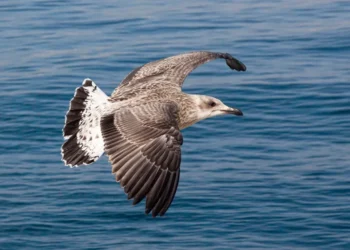 “Costa del Sol: O Paraíso do Mercado Imobiliário Internacional”