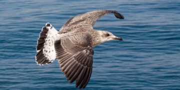 “Costa del Sol: O Paraíso do Mercado Imobiliário Internacional”