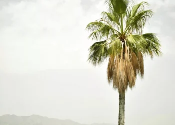 “Descubra a Costa do Sol: Luxo, Praias e Investimentos Imobiliários”