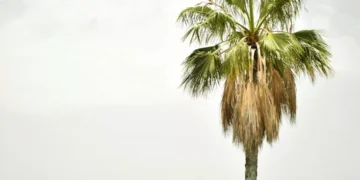 “Descubra a Costa do Sol: Luxo, Praias e Investimentos Imobiliários”