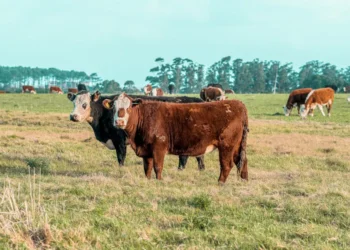 “O Futuro da Economia Imobiliária: Experiências de Olivia Traven”