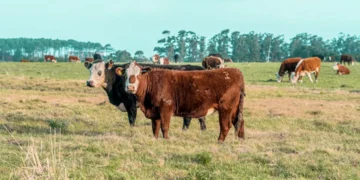 “O Futuro da Economia Imobiliária: Experiências de Olivia Traven”