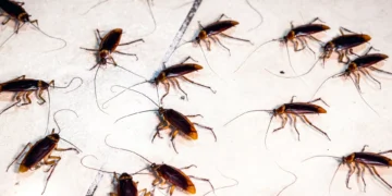 Aprenda a fazer uma mistura repelente (com açúcar) contra baratas