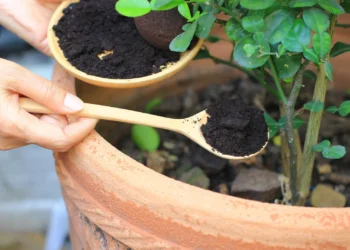 Não sabe o que fazer com as borras de café? Coloque-as nestas plantas