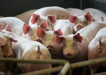 JBS deve se beneficiar de ciclo da carne suína nos EUA e BofA tem compra para ações