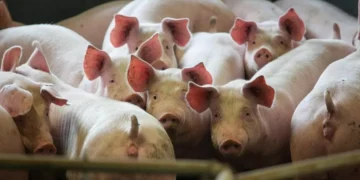 JBS deve se beneficiar de ciclo da carne suína nos EUA e BofA tem compra para ações