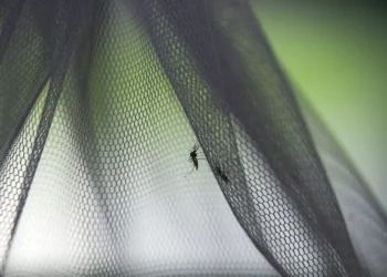 Brasil anuncia vacina contra dengue em dose única a partir de 2026