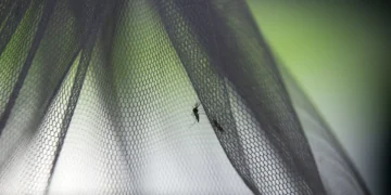 Brasil anuncia vacina contra dengue em dose única a partir de 2026