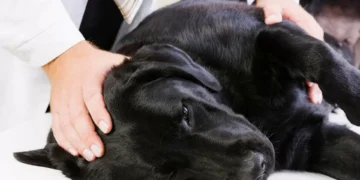 Este é um cuidado essencial para a saúde e bem-estar dos patudos