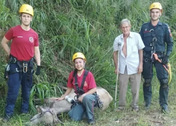 Vaca é resgatada após ficar presa em ribanceira em Benedito Novo
