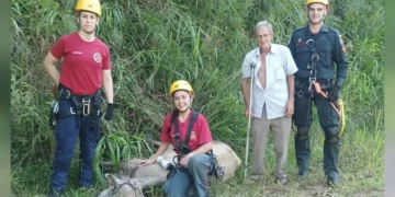 Vaca é resgatada após ficar presa em ribanceira em Benedito Novo