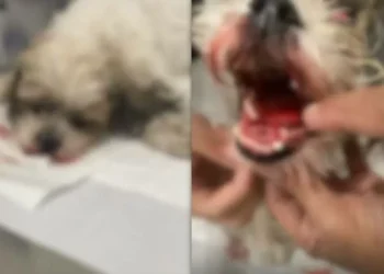 Em Itajaí, proprietário de pet shop ilegal é preso suspeito de fraturar mandíbula de cão