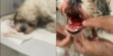 Em Itajaí, proprietário de pet shop ilegal é preso suspeito de fraturar mandíbula de cão