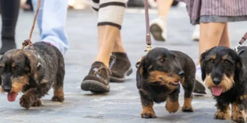Passeio com quase 900 cães salsicha ganha recorde no Guinness. As imagens