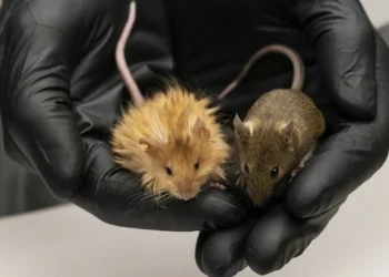 Um rato-mamute? É real, foi criado em laboratório e pode trazer de volta espécies extintas