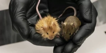 Um rato-mamute? É real, foi criado em laboratório e pode trazer de volta espécies extintas