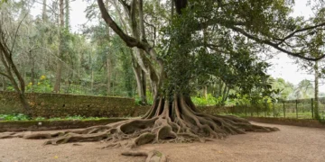 “Figueira dos Amores”. Portugal em segundo lugar na Árvore Europeia do Ano