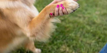 Saiba o que pode significar quando o seu cão rói as unhas