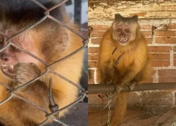 Macaca-prego é resgatada após viver 31 anos acorrentada pelo pescoço no Paraná