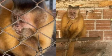 Macaca-prego é resgatada após viver 31 anos acorrentada pelo pescoço no Paraná