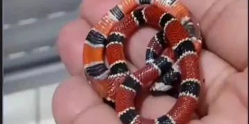 Após ser picada por cobra, mulher entra em desespero e morde animal em Jaraguá do Sul